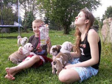 Extra-Qualit�t englische Bulldoggen