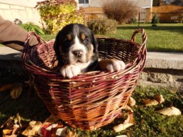 Grosser Schweizer Sennenhund mit Papiere