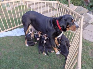 Grosser Schweizer Sennenhund mit Papiere