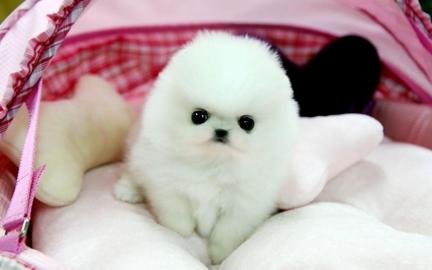 Pomeranian-Zwergspitz Welpen