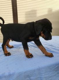 Dobermannwelpen