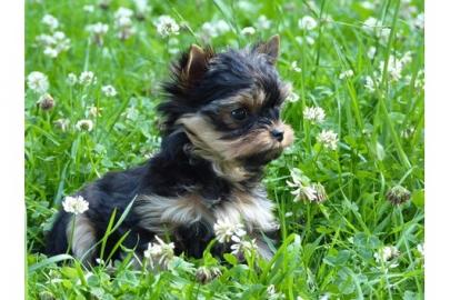 Yorkshire Terrierwelpen