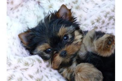Yorkshire Terrierwelpen