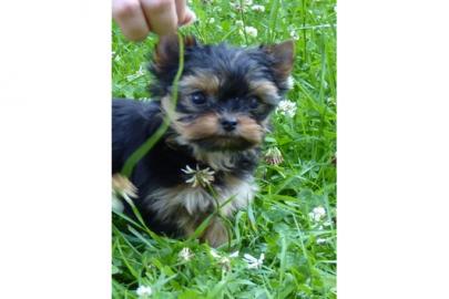 Yorkshire Terrierwelpen