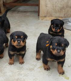 Reinrassige Rottweiler-Welpen