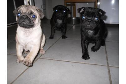 neue Jahr Mops Welpen f�r Ihr Zuhause