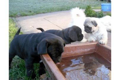 neue Jahr Mops Welpen f�r Ihr Zuhause