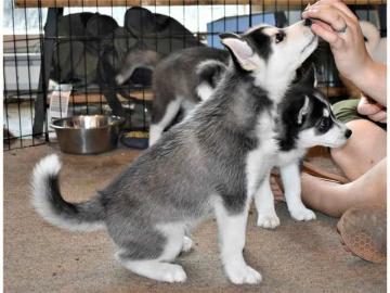 Hochwertiger registrierter Pomsky