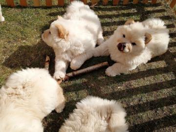 Wundersch?ne Chow Chow Welpen