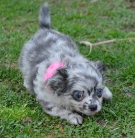 Chihuahua Puppies