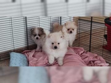 Zwergspitz Pomeranian Welpen