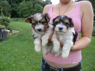 Yorkie und Biewer Welpen