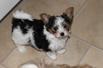 Yorkie und Biewer Welpen