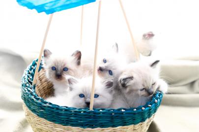 Hlg. Birma-Ragdoll K?tzchen