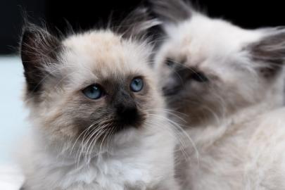 Hlg. Birma-Ragdoll K?tzchen