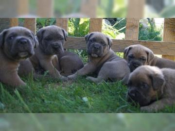 4 wundersch?neCane Corso Welpen