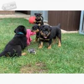 Zuckers??en Rottweiler Welpen abzugeben