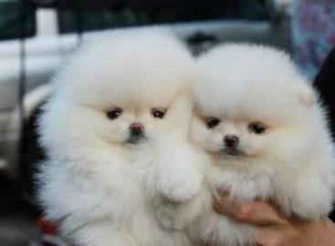 Reinrassige Zwergspitz / Pomeranian welp