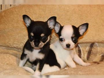 Reinrassige Chihuahuawelpen zu verkaufe