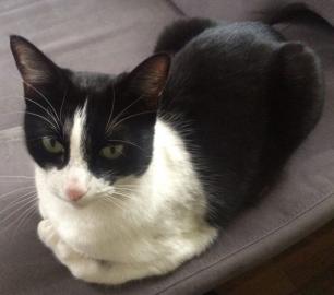 RAYA, kastrierte und geimpfte Katze erh�