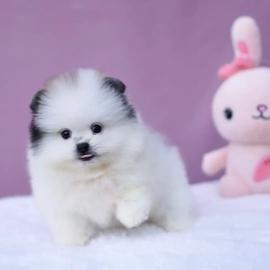 Reinrassige Pomeranian Zwergspitz Welpen