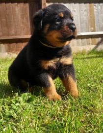 Super Rottweiler-Welpen suchen ein gutes