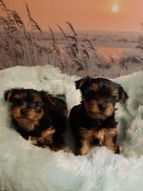 Yorkshire Terrier Welpen