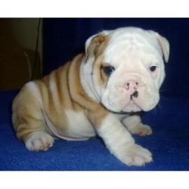 Englische Bulldogge Welpen mit papieren