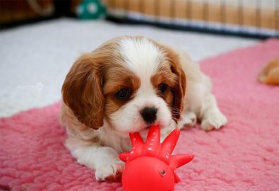 Cavalier King Charles Welpen * WhatsApp:
