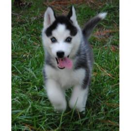 Riesen Siberian Husky Welpen