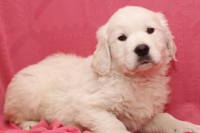 Gesunde Golden Retriever Welpen. 