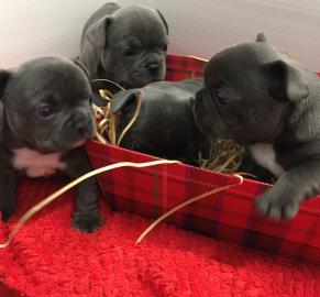 Franz�sische Bulldog Welpen