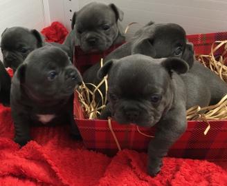 Franz�sische Bulldog Welpen
