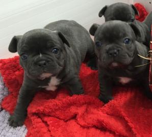 Franz�sische Bulldog Welpen