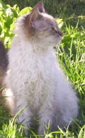 LaPerm die Katze mit den _Dauerwellen