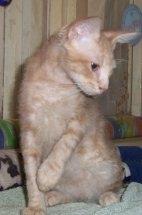 LaPerm die Katze mit den _Dauerwellen