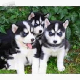 Siberische husky Te koop