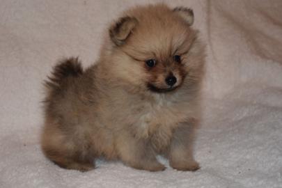 Mini Pomeranian