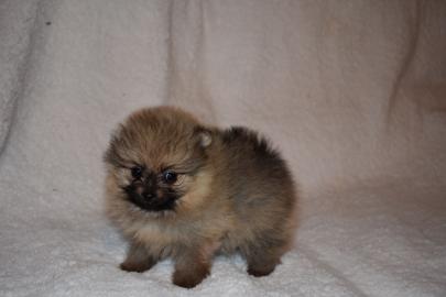 Mini Pomeranian