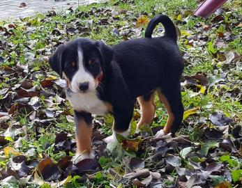 Appenzeller Sennenhund FCI Papiere