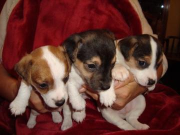 Jack Russell m?nnlich und weiblich