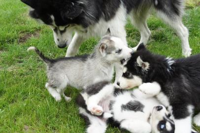2 s��e Siberian Husky Welpen
