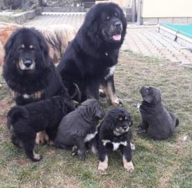 Tibetdogge, DoKhyi, Tibetan Mastiff