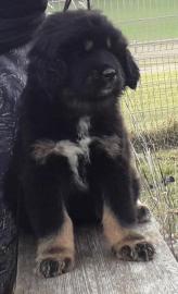 Tibetdogge, DoKhyi, Tibetan Mastiff