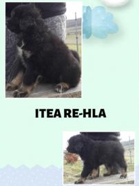 Tibetdogge, DoKhyi, Tibetan Mastiff