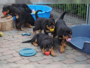 Erh?ltlich ADRK Rottweilerwelpen abzugeb