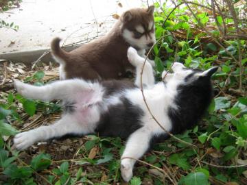Siberian Husky Welpen mit VDH/DCNH/FCI-P