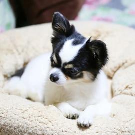 Chihuahua mit Stammbaum