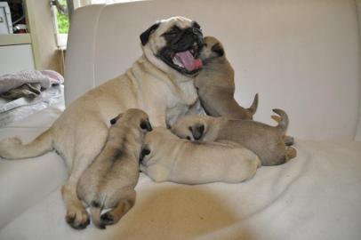 MINI MOPS BABYS FUR 100EUROS
