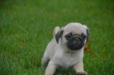 Mops welpen(200)